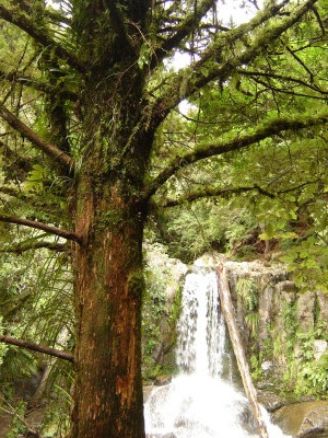 Aotearoa New Zealand