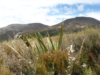 Aotearoa New Zealand